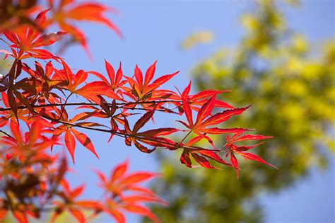 枫树风水|枫树风水有什么讲究 